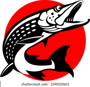 vector-illustration-pike-muskie-can-260nw-1590520651